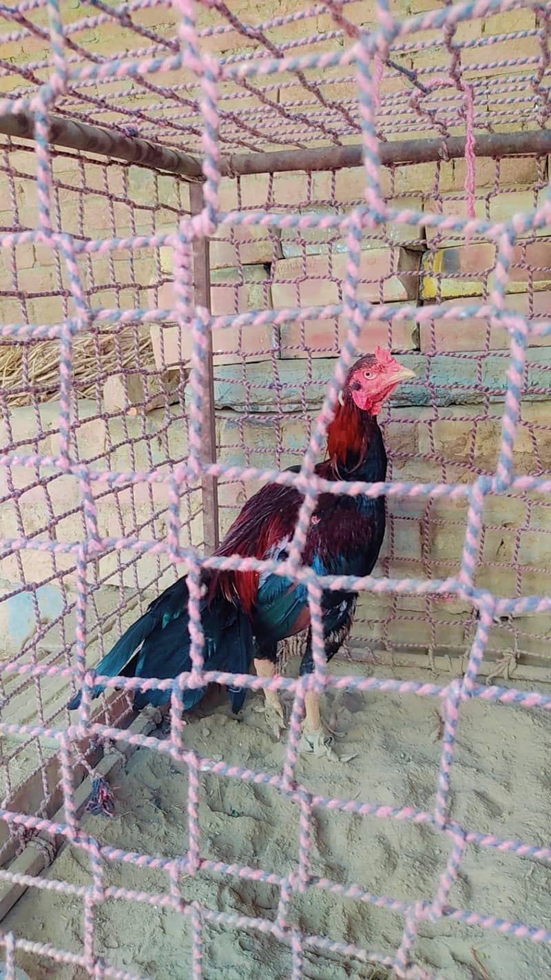 aseel

                                                            alt=