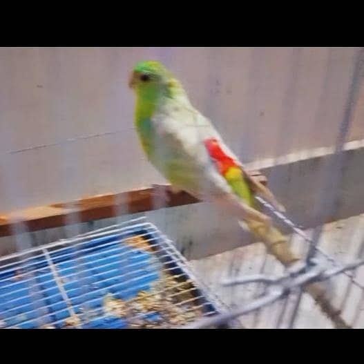 Red Rump Parakeet Male

                                                            alt=