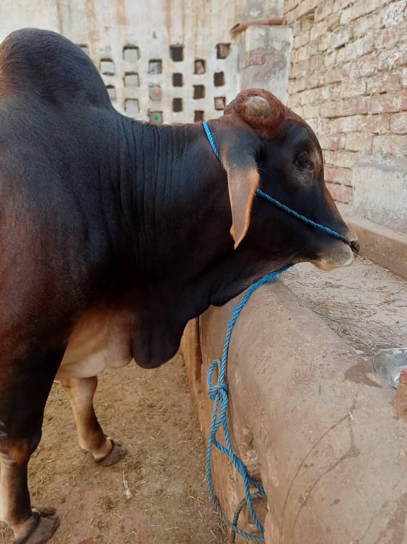 Cholistani |  Ablak | Cows | گائیں | goat |cow for s

                                                            alt=