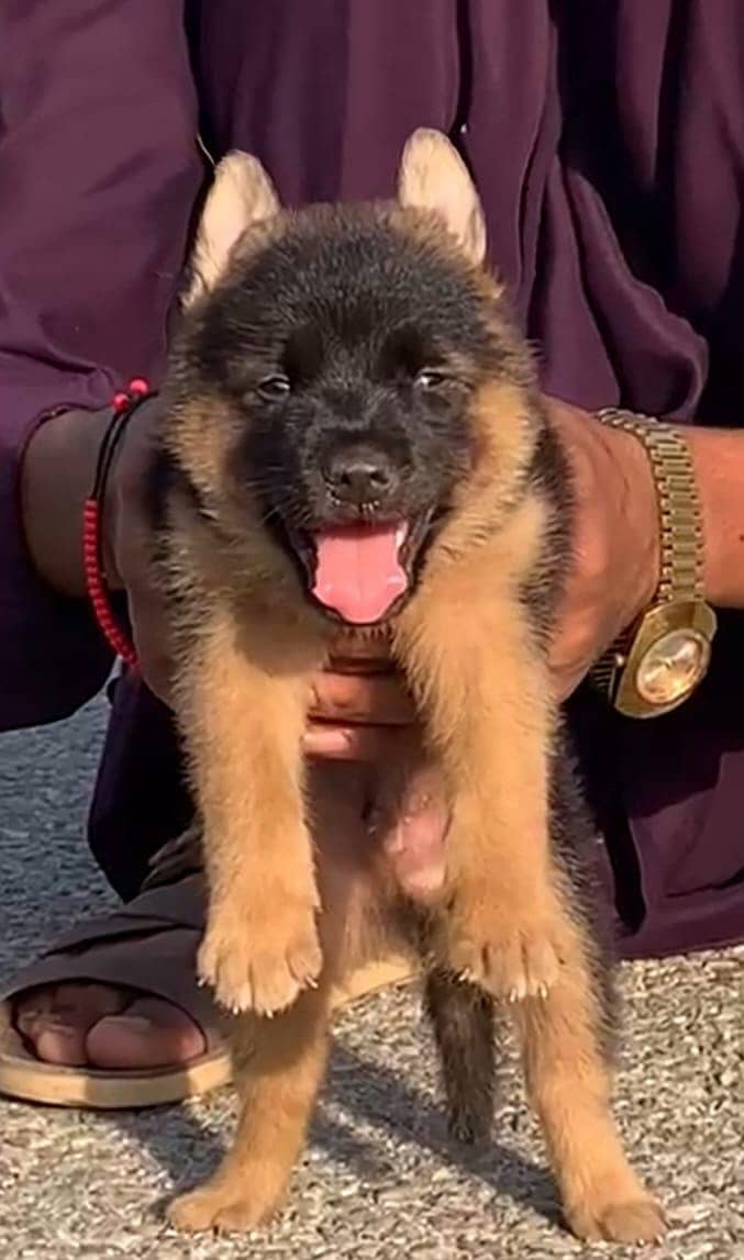 German shepherd long coat puppies for sale / puppy / GSD pup dog

                                                            alt=