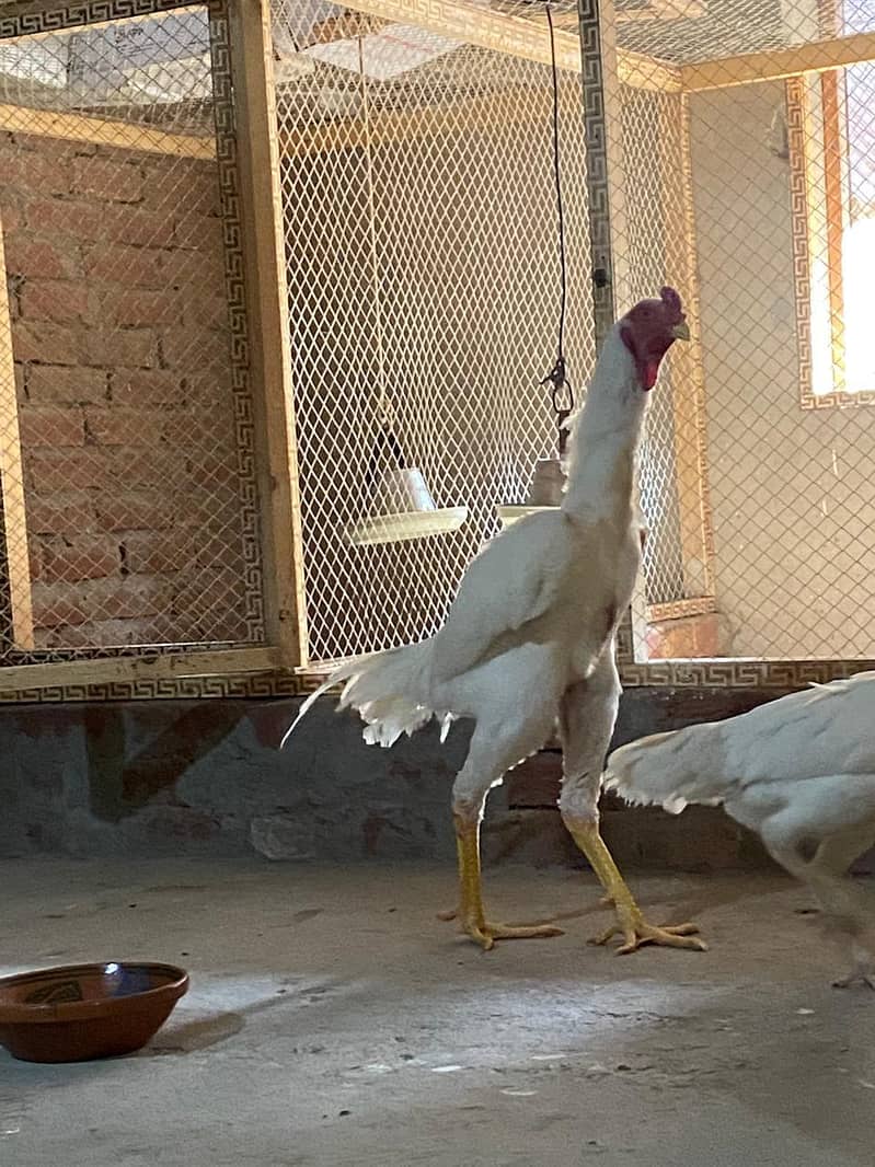 German shamo chicks | o shamo | King shamo chicks 30 to 2 months old

                                                            alt=