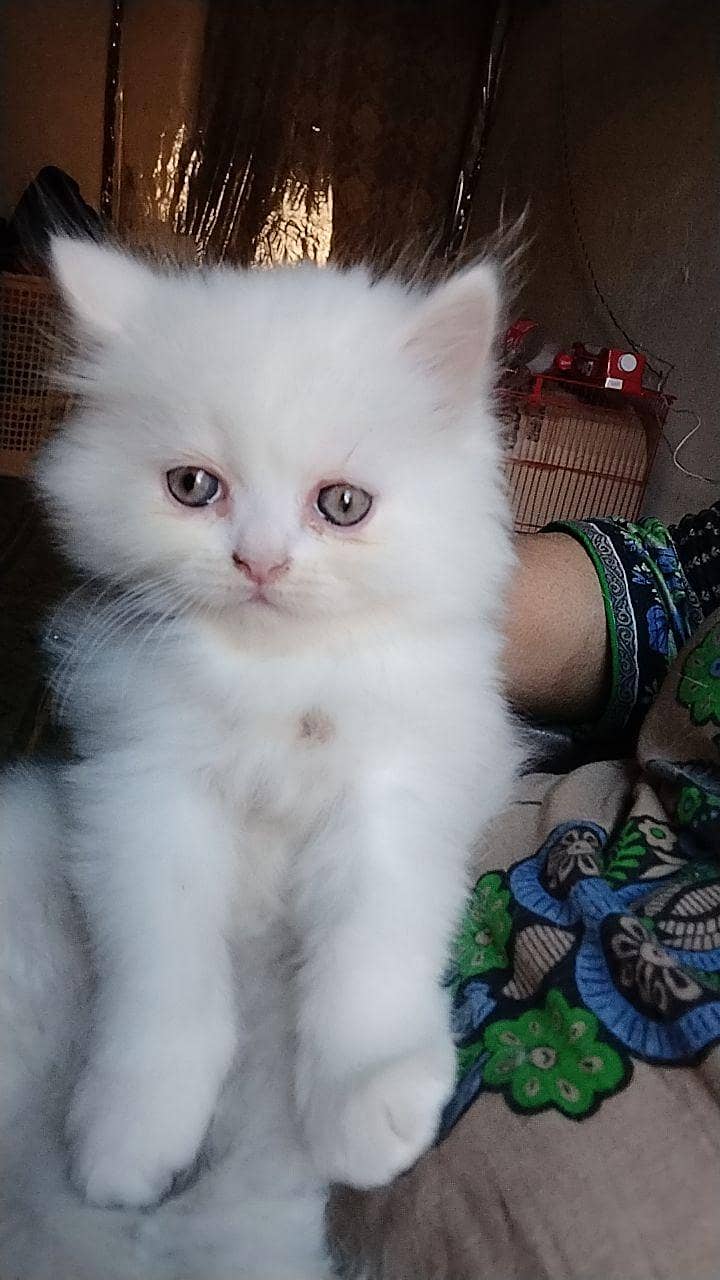 white Persian kitten for sale

                                                            alt=