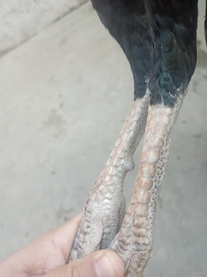 Aseel Lasani/ mushka Aseel /Golden buff/ high quality / breeder male

                                                            alt=