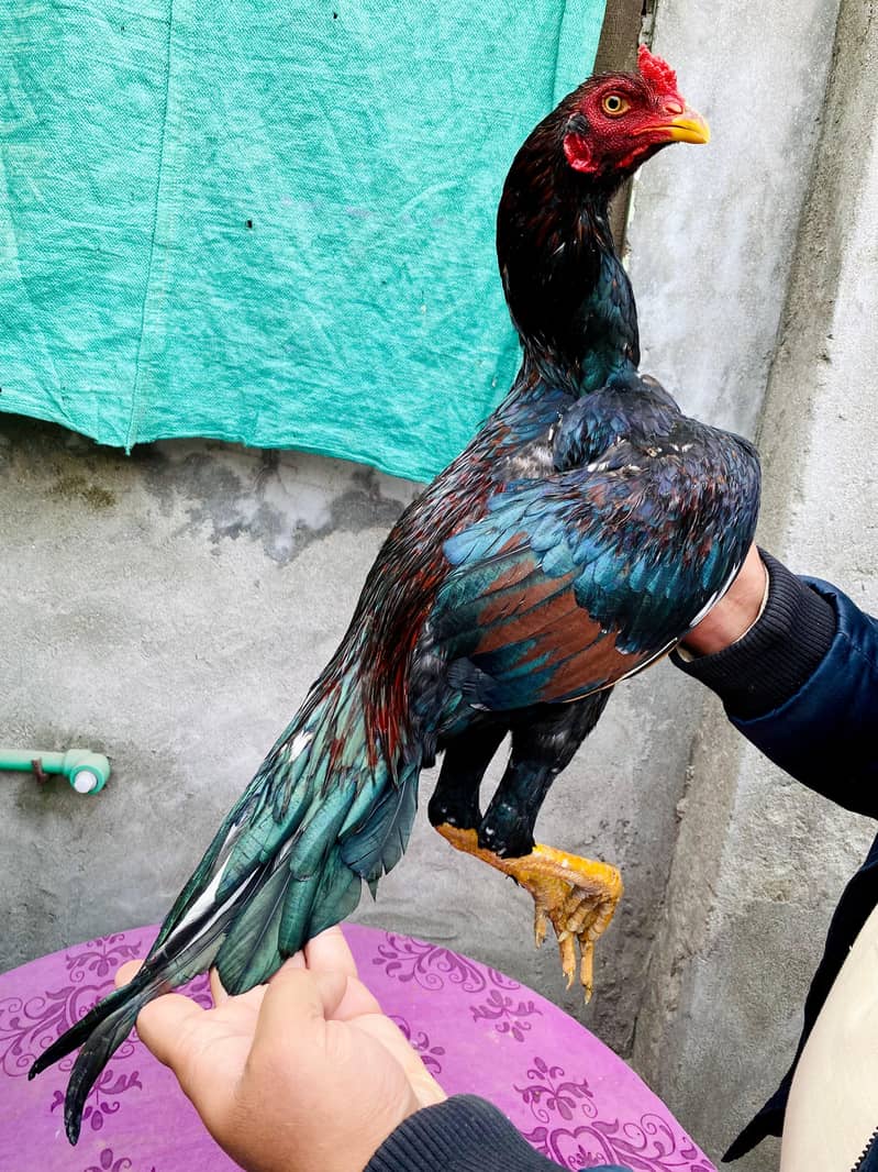 high class Aseel

                                                            alt=