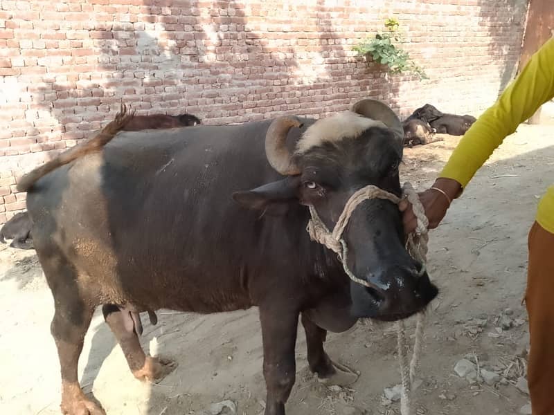 jersi sahiwali cross/ milking cow/nelil ravi/sahiwal Freezian /بھینس

                                                            alt=
