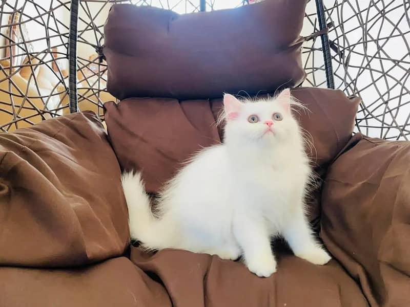 (0325-1345149) Top Quality Persian kitten or cat baby

                                                            alt=