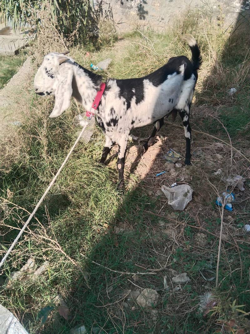 Gaban Bakri for sale

                                                            alt=