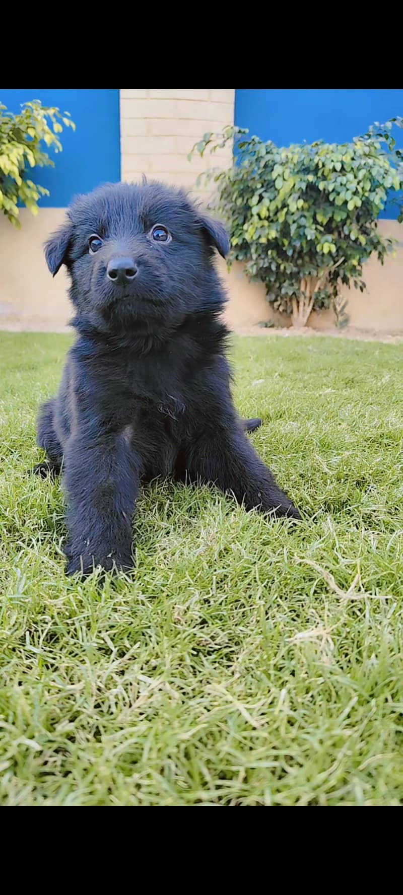 We have 8 females. 6 Fullblack, 3 Black&tan German shepherd puppies.

                                                            alt=