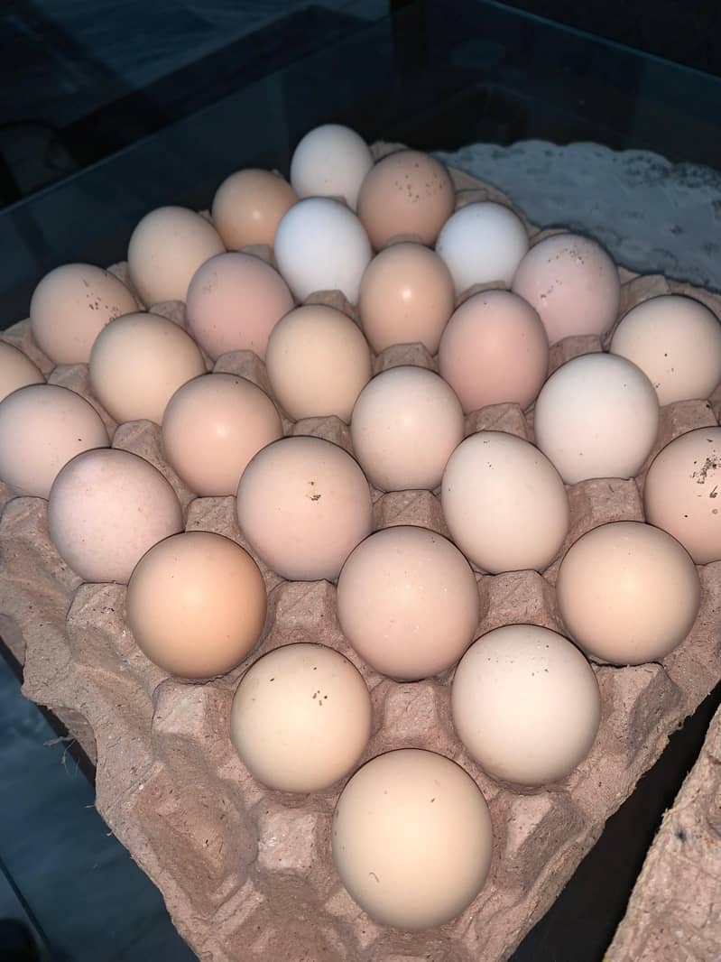 Eggs | Desi Eggs | دیسی انڈے | Organic Eggs / Fresh Desi Eggs

                                                            alt=