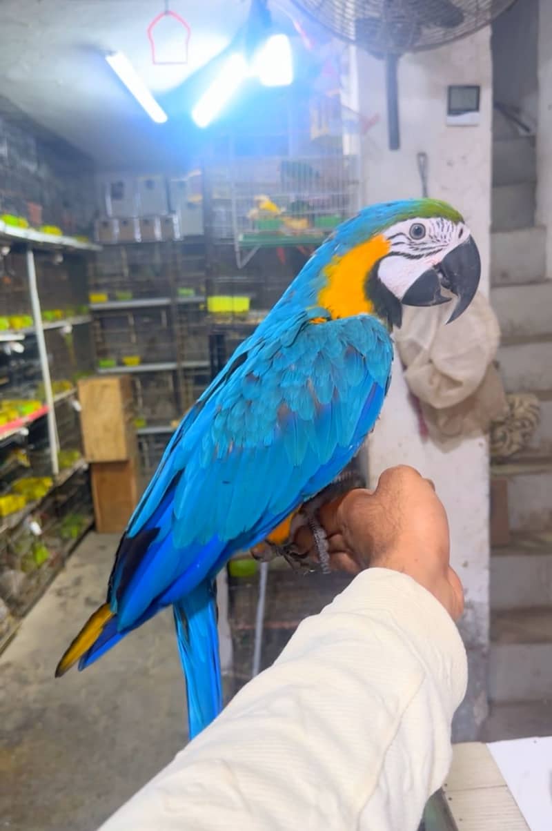Blue and gold macow tamed  /Macaw Parrot /All breed available

                                                            alt=