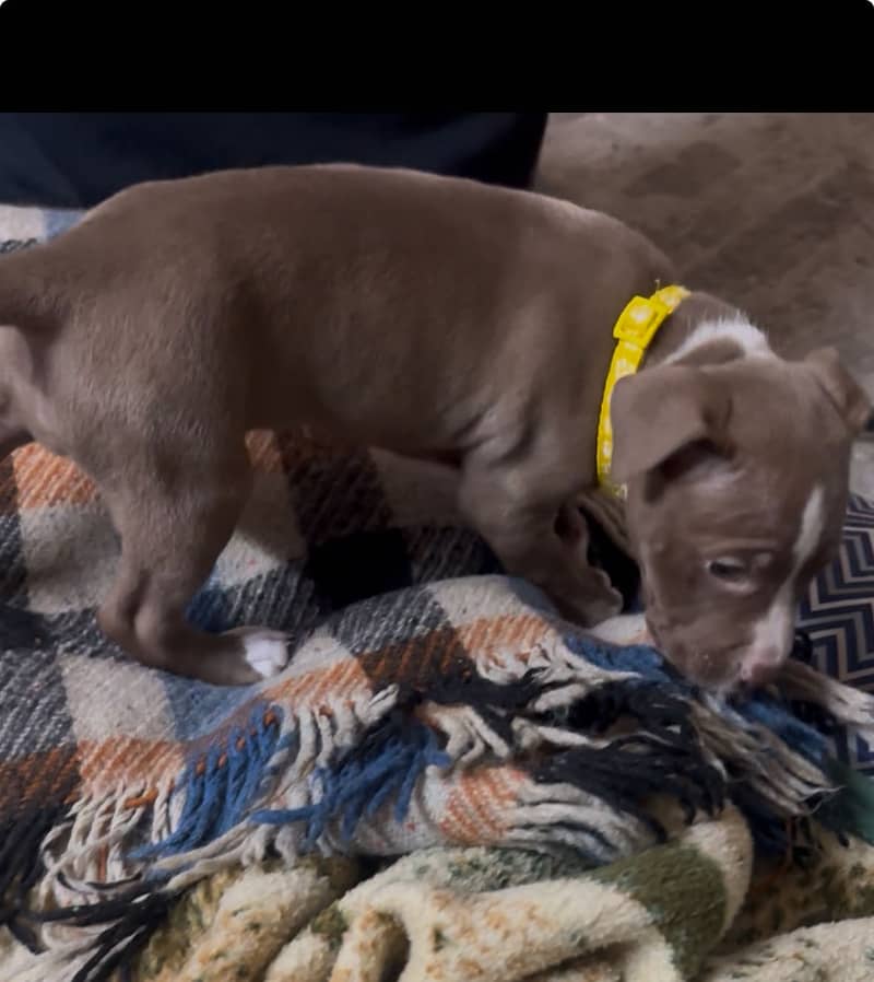 American Pitbull Terrier Dog Puppy (40 days age)

                                                            alt=