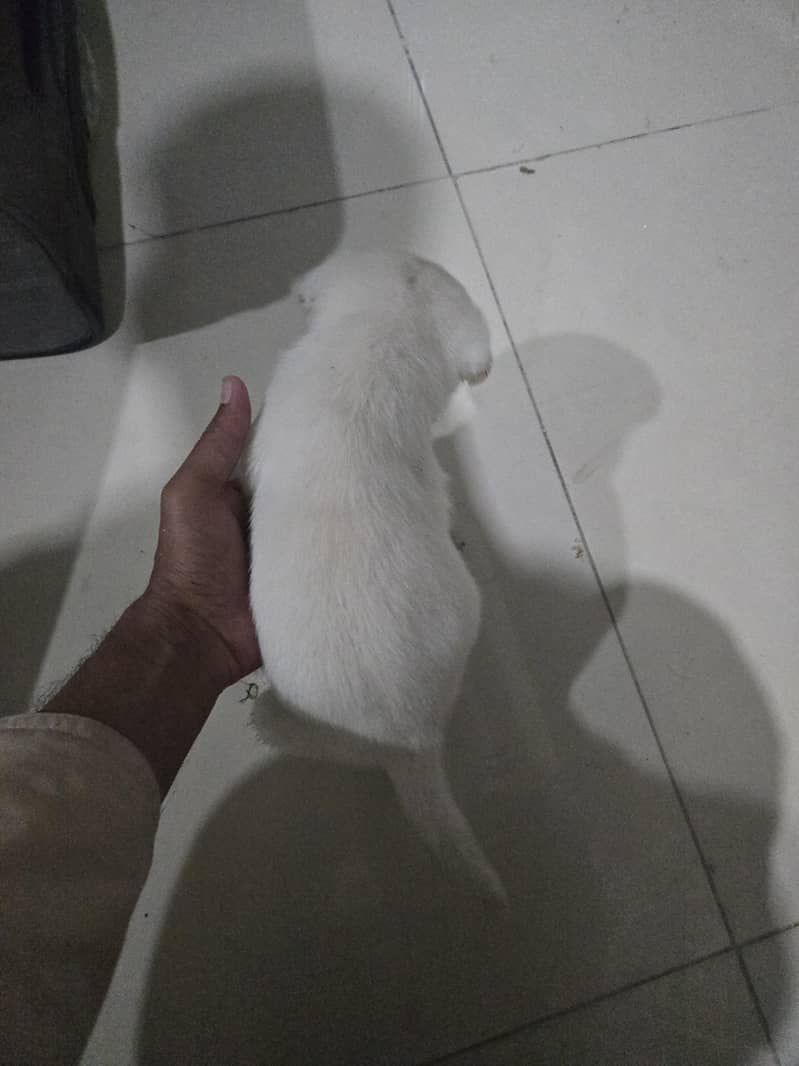 British Labrador male puppy available for sale

                                                            alt=