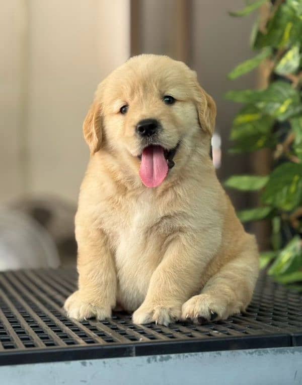 golden Retriver puppies for sale

                                                            alt=