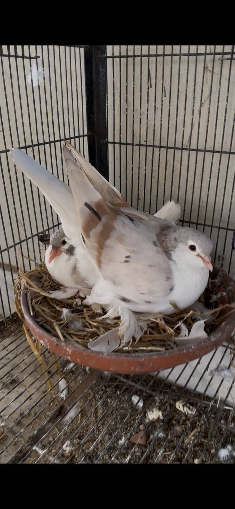 German bloodline sherazi breeder pairs

                                                            alt=