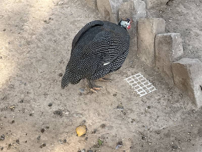 Male for sale and exchange for female

                                                            alt=