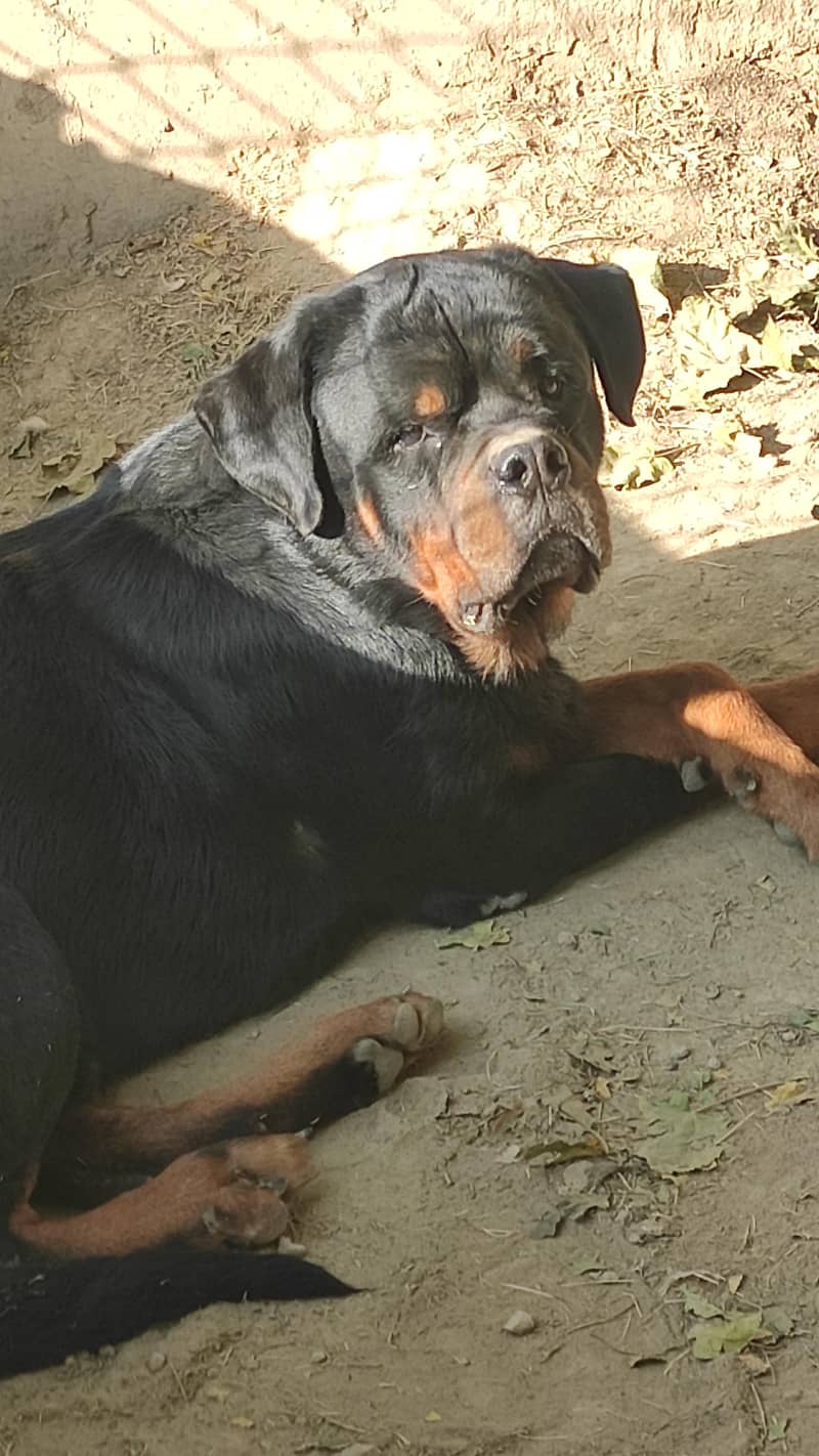 Imported Rottweiler Male with Pedigree Papers (Poland Import)

                                                            alt=