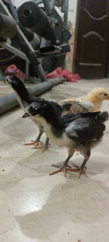 Rhode Island Red Choozay RIR Hen Desi Murghi Chicks

                                                            alt=