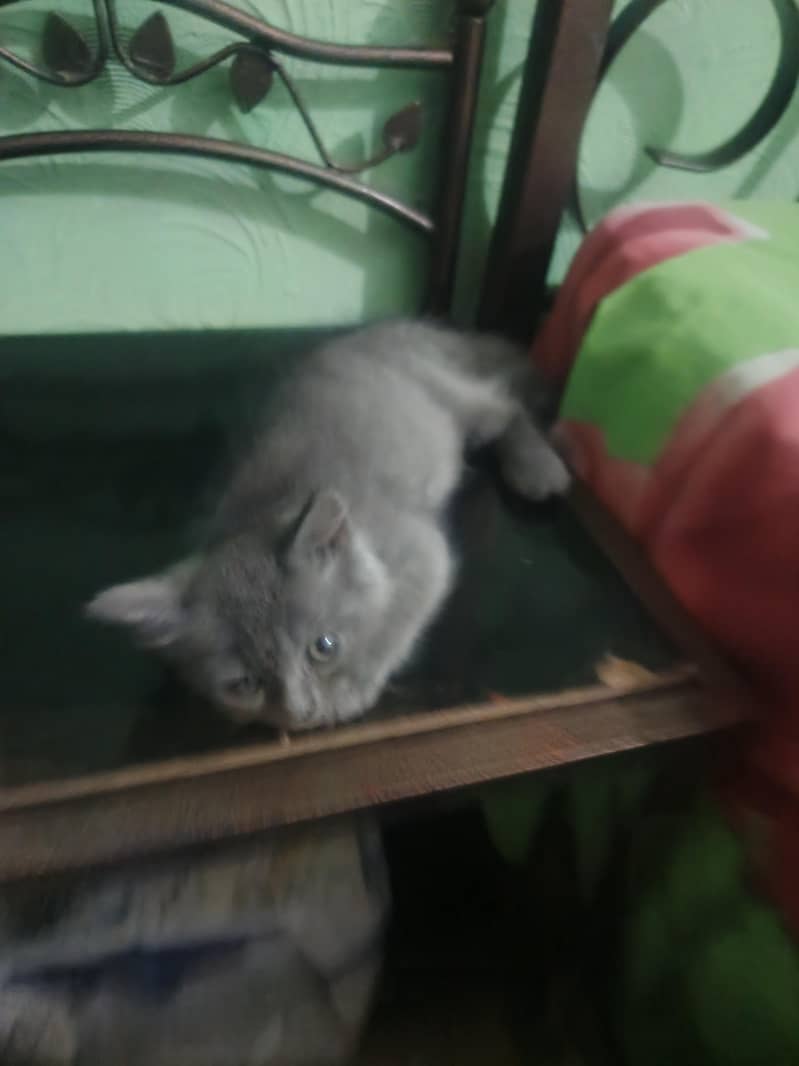 Persian kittens | Double coat | fluffy | Persian cat for sale

                                                            alt=