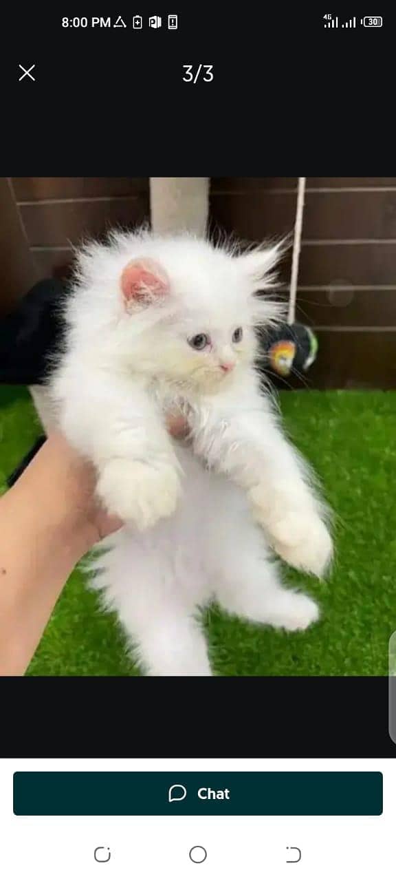 Preshan cat for sale only WhatsApp number03274272440

                                                            alt=