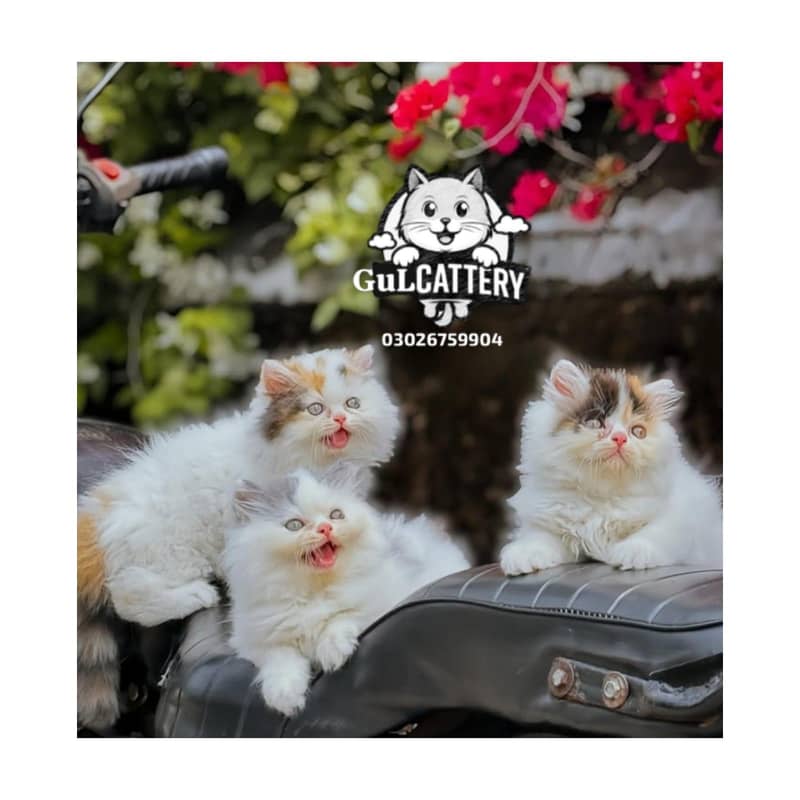 Best Quality persian kitten / CASH ON DELIVERY

                                                            alt=
