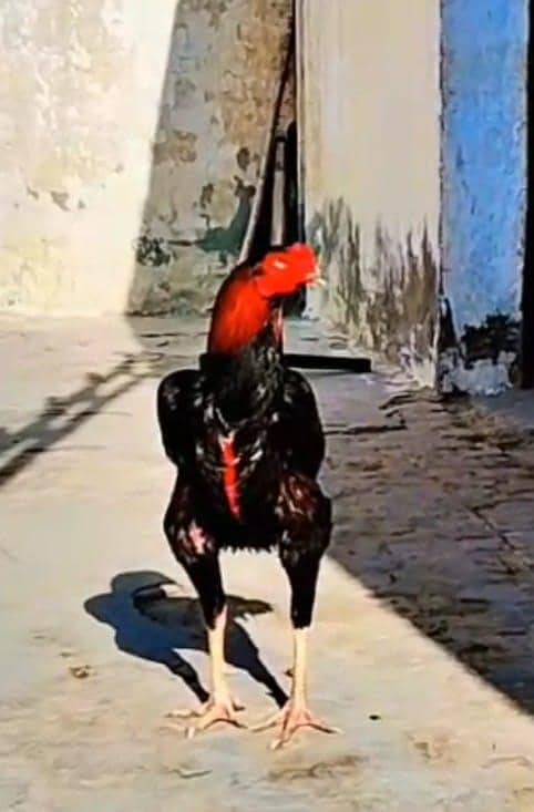 aseel murga

                                                            alt=