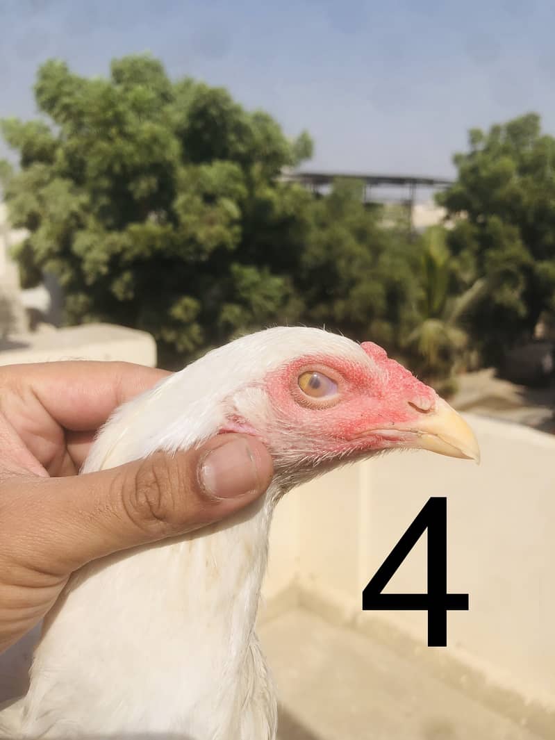 Heera aseel

                                                            alt=