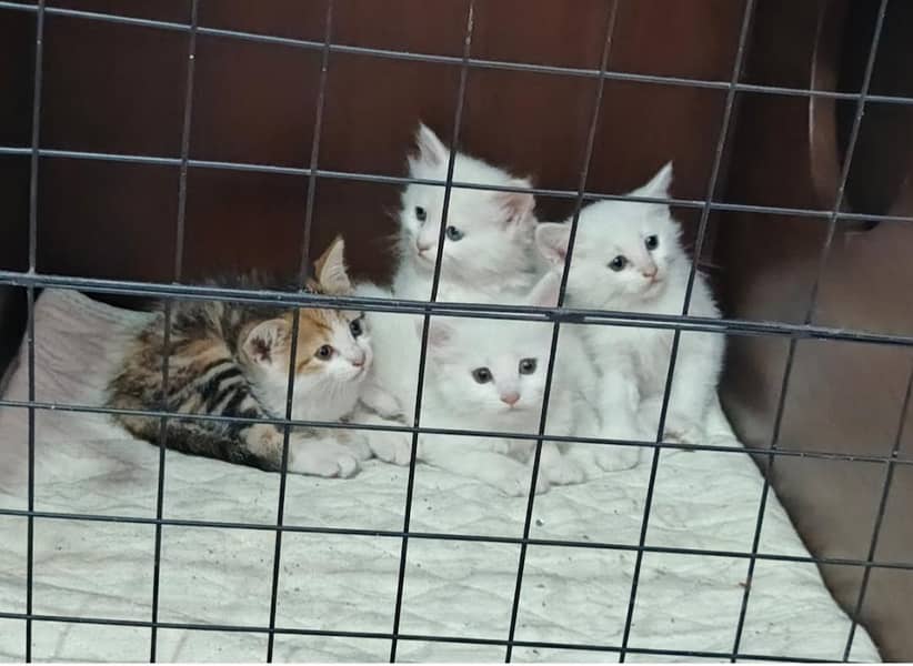 Cage for cats. .

                                                            alt=