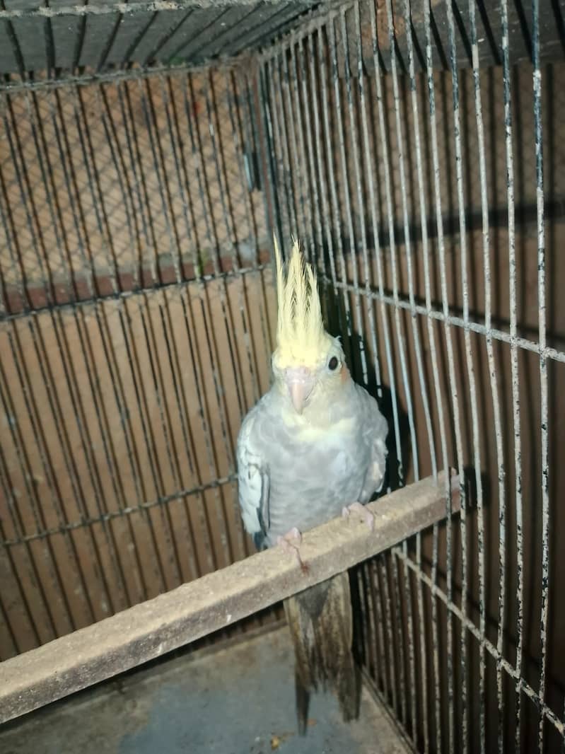 cockatiel

                                                            alt=