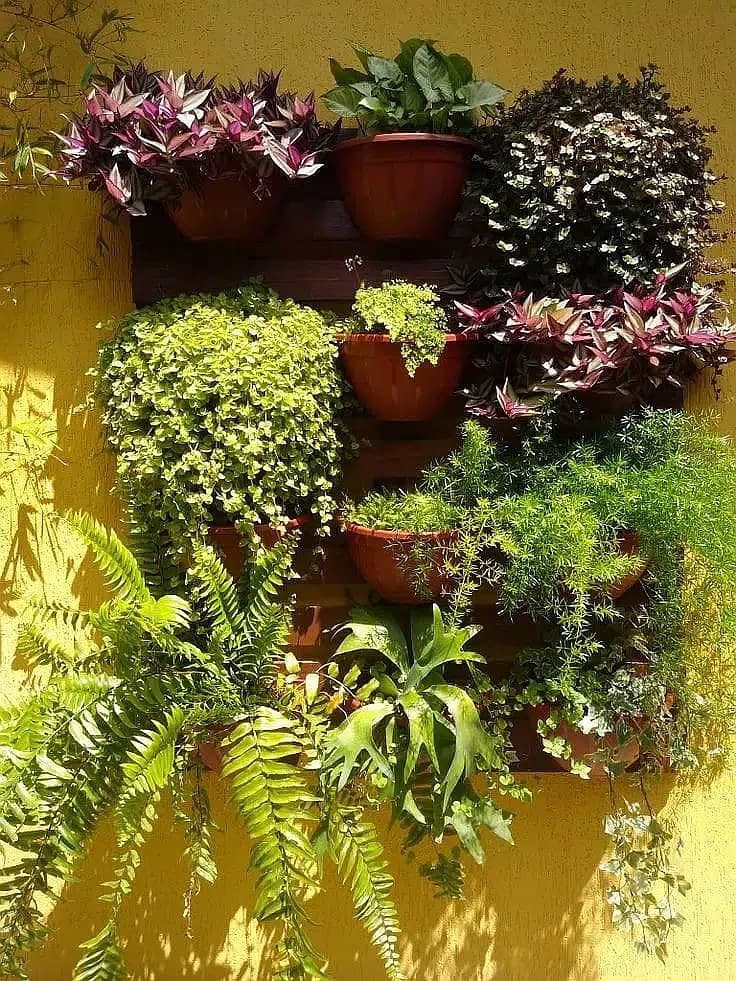 Al-Haider Nursery Indoor plansts Garden Decoration gardening metrail

                                                            alt=