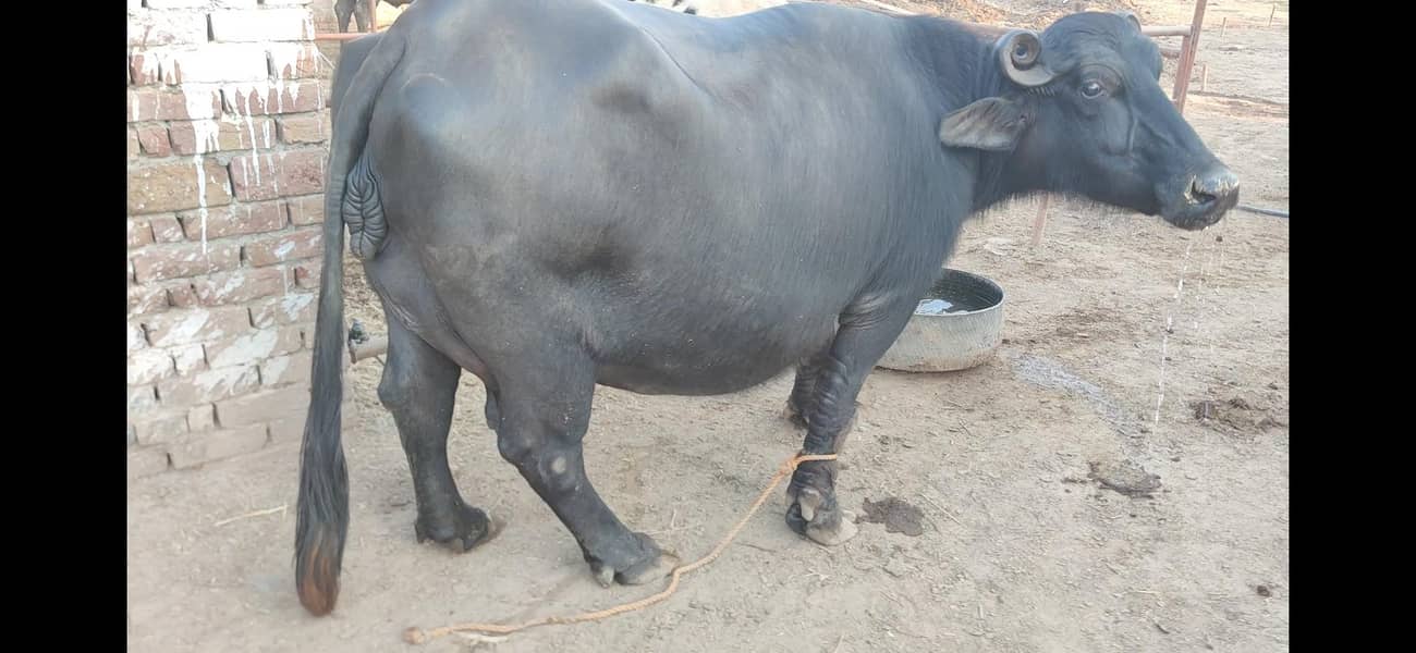 بھینس برائے فروخت  - 18 لیٹر دودھ ریکارڈ

                                                            alt=