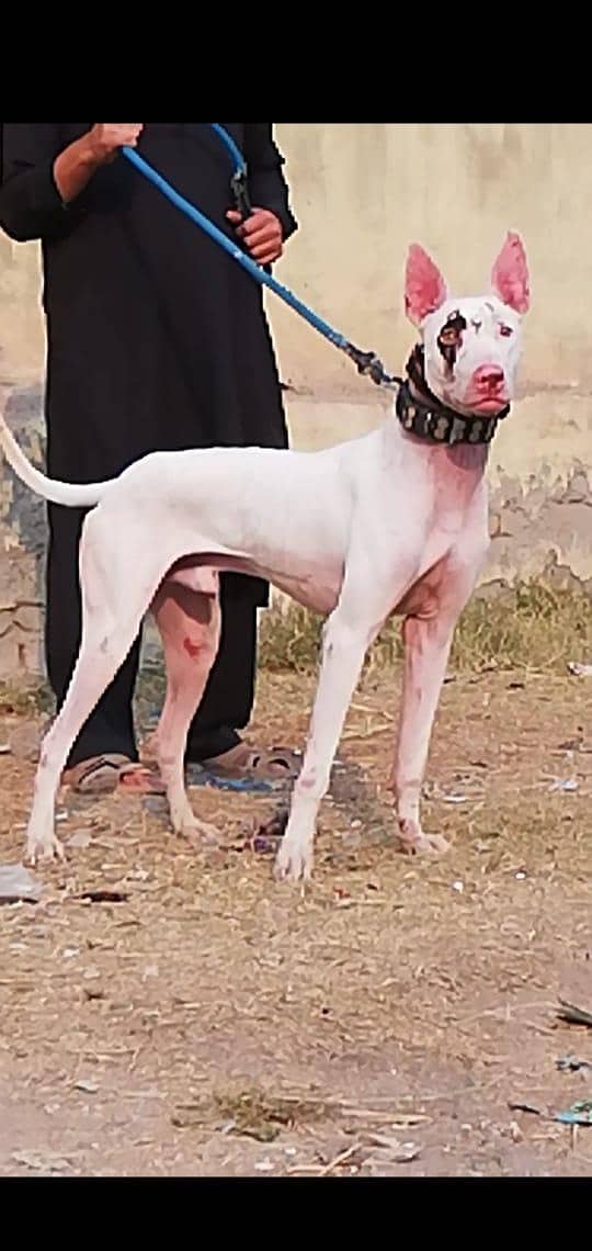pure kuhati gultair male pink nose blue eyes healthy and active

                                                            alt=