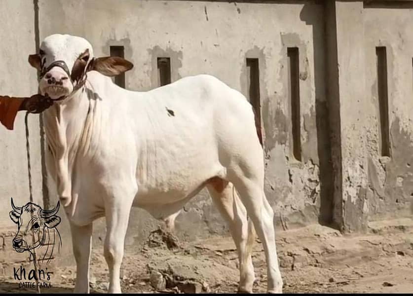 Qurabani cows | cholistani | Ablak | Cows | Palai service | Bull |

                                                            alt=