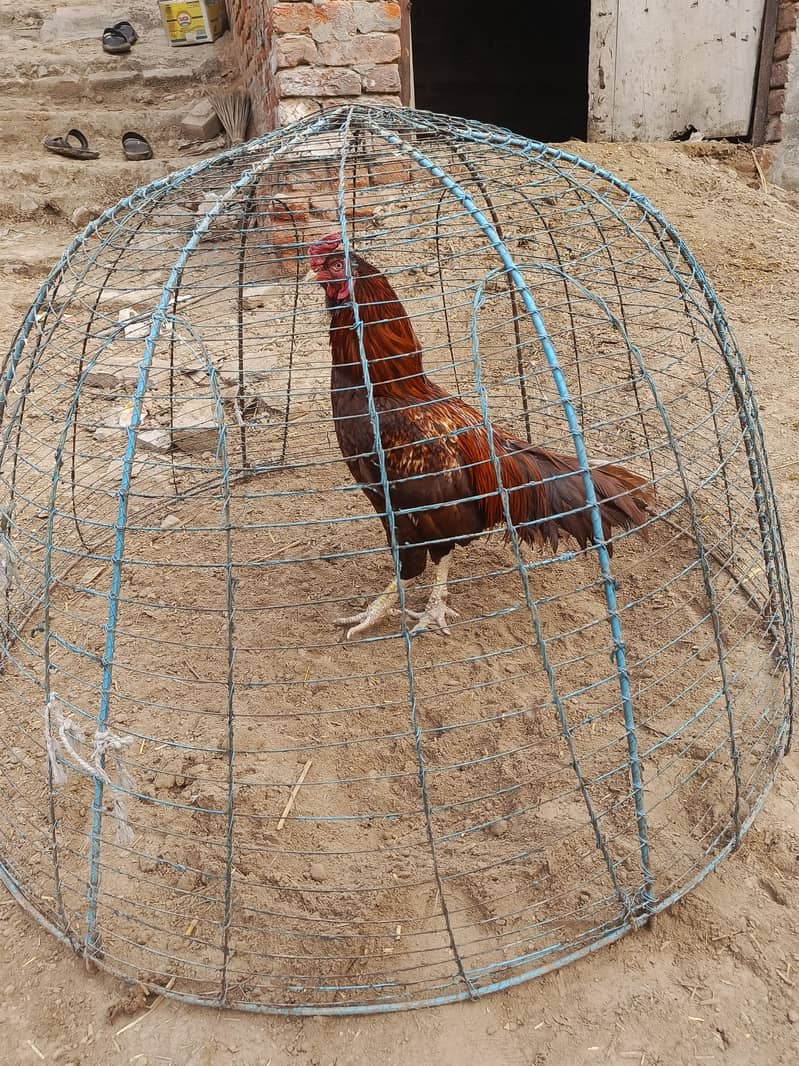 Aseel Peela |   High Quality Aseel

                                                            alt=