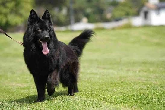Pedigree long coated black German shepherd puppies available for sale

                                                            alt=
