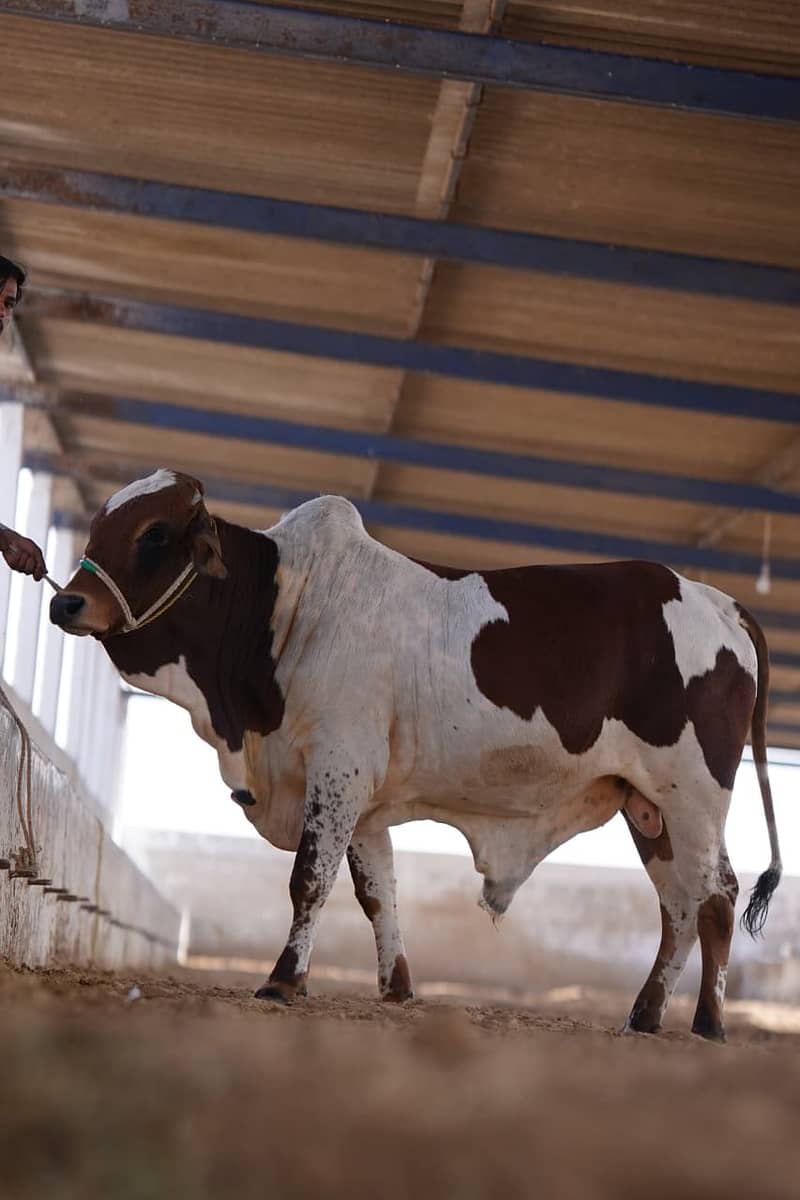 Qurabani cows | cholistani | Ablak | Cows | Palai service | Bull |

                                                            alt=