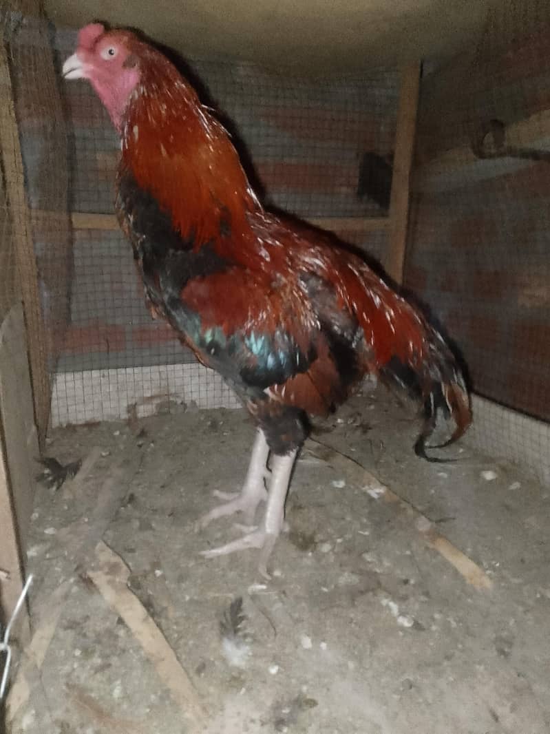 aseel murga male

                                                            alt=