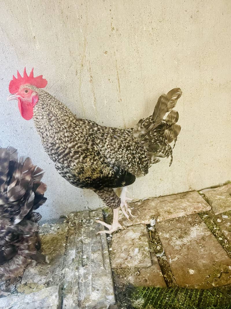 Plymouth Rock Pair

                                                            alt=