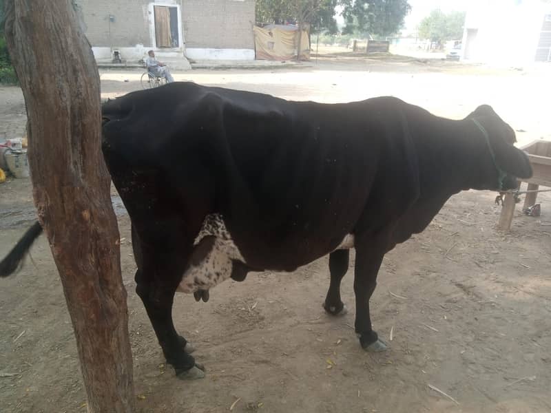 cross cow urgent for sale

                                                            alt=