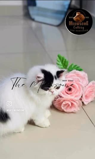 CFA Registered Pure Breed Cats Available — Serious Buyers Only

                                                            alt=