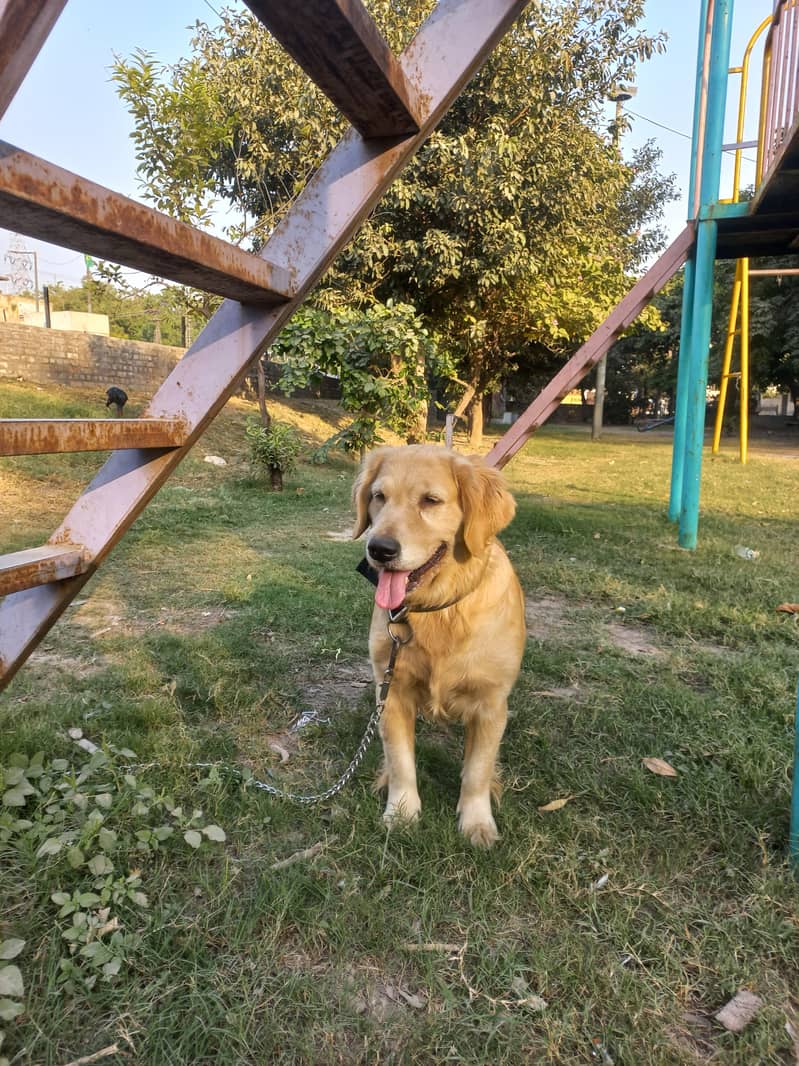 golden retriever for sale

                                                            alt=