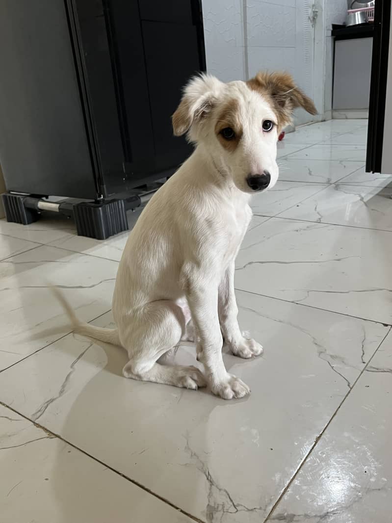 5 month old afghan guci puppy for sale

                                                            alt=