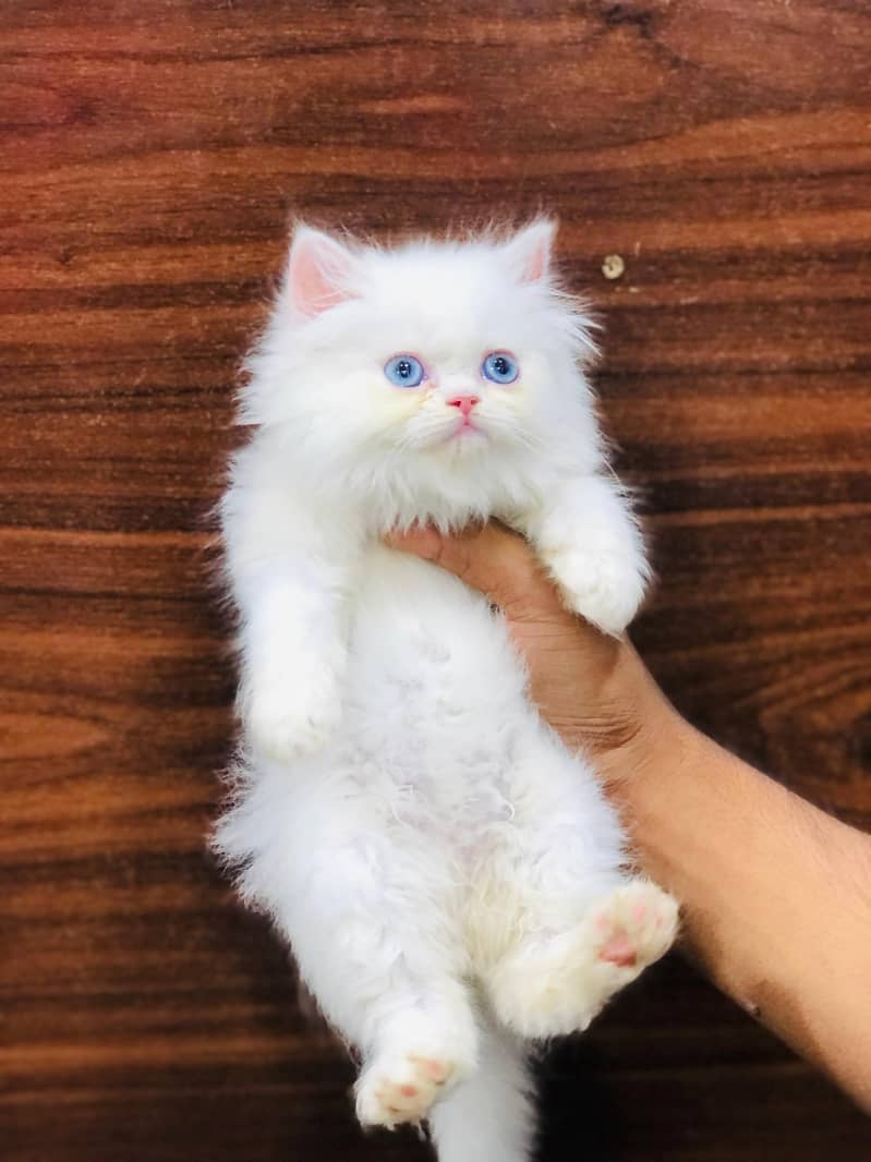 parshion punch face triple cote kitten cat male and female British

                                                            alt=