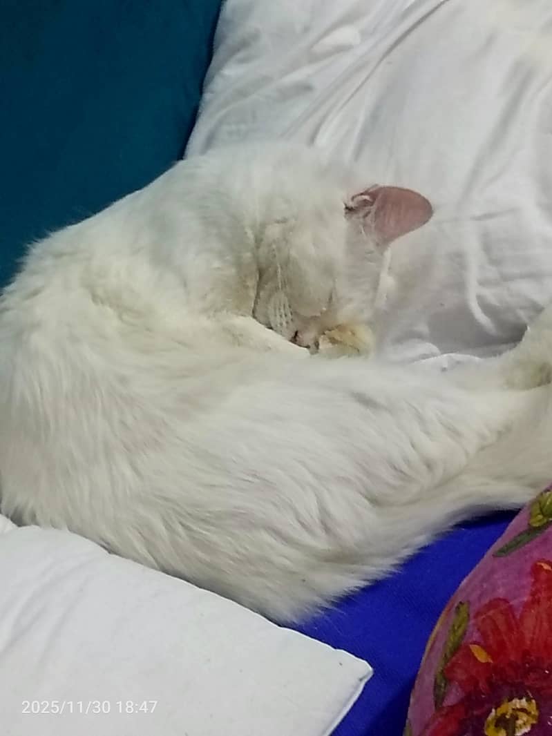 cat for sale

                                                            alt=