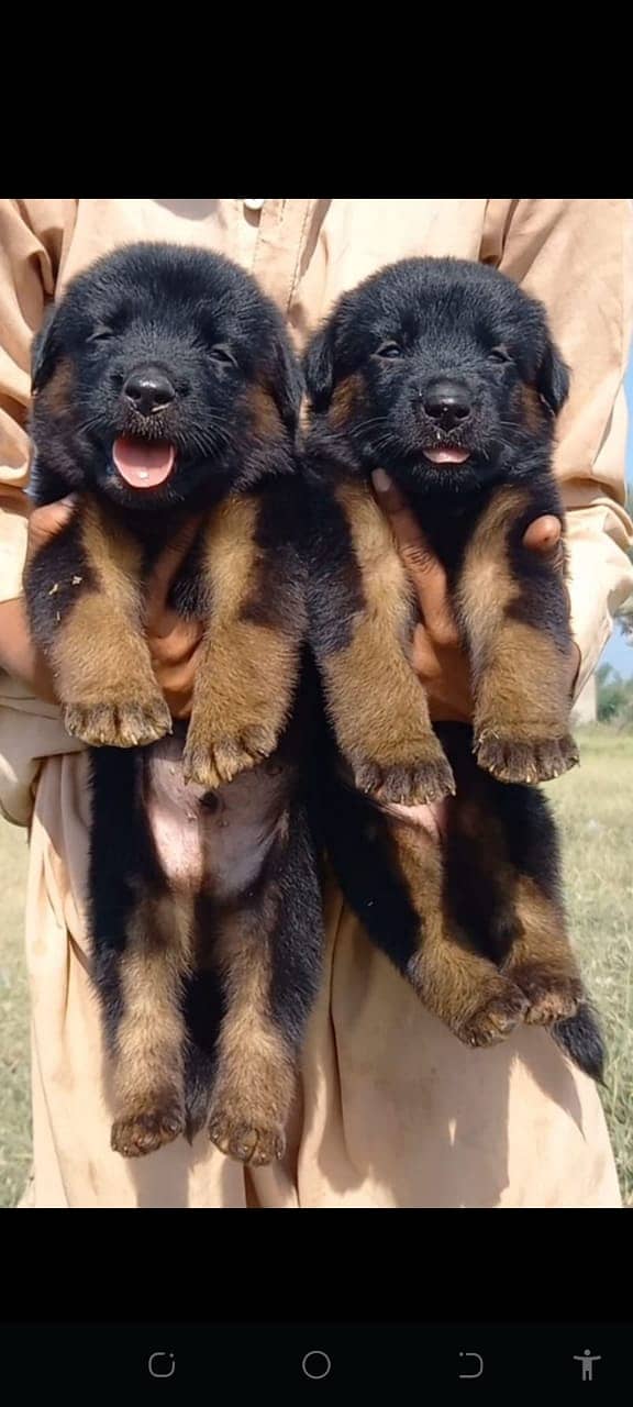 German Shepherd double coat pair for sale

                                                            alt=