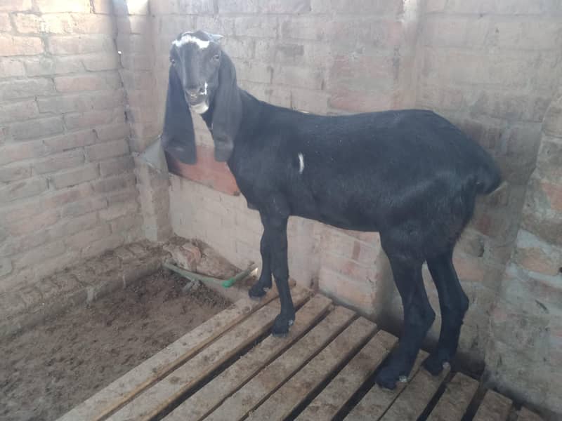 بہتر گوٹ فی میل اے چھ منتھ فون نمبر 03126031258

                                                            alt=