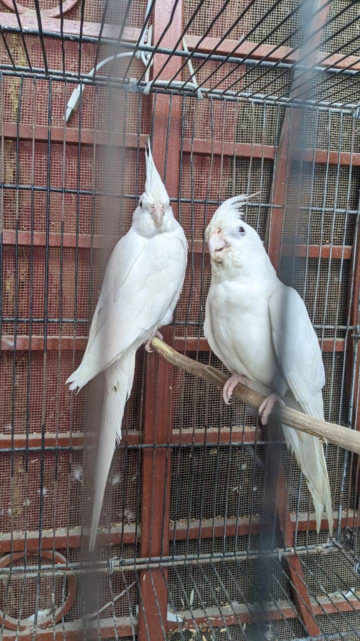 Eno cocktails breader pair

                                                            alt=