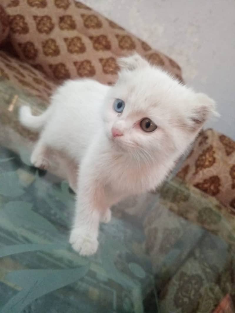Persian Kittens | Triple Coated | Punch face | fluffy |cat

                                                            alt=