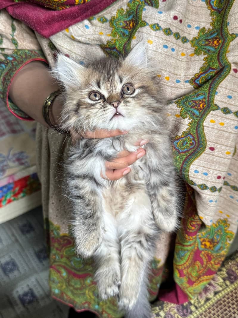 Both male for urgent sell WhatsApp 0|3|1|6|0|2|0|3|1|9|5

                                                            alt=