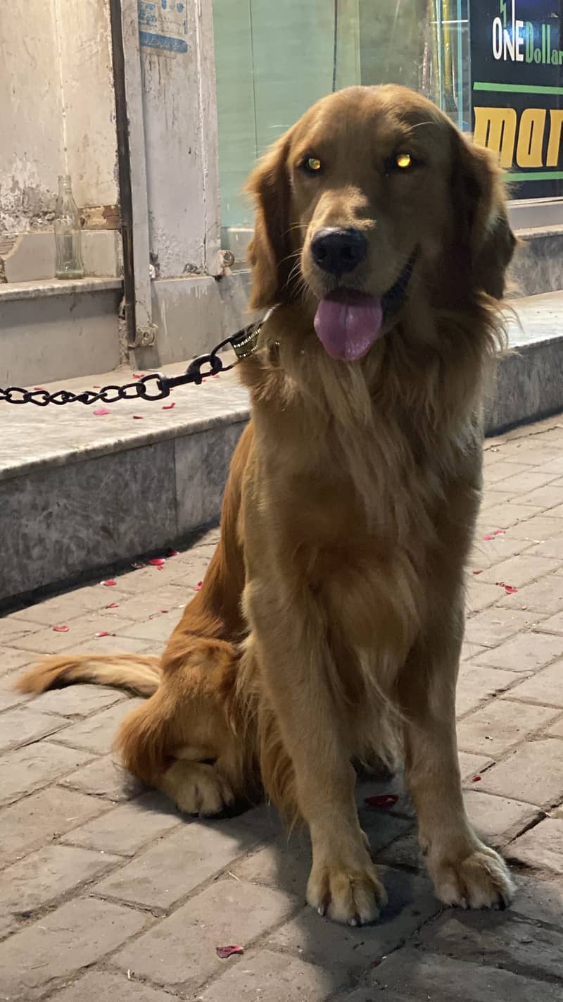 Golden retriever pedigree male available

                                                            alt=