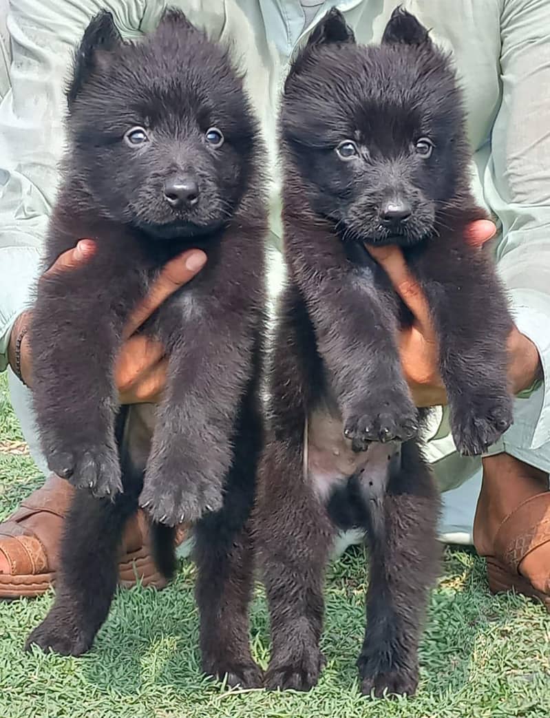 German Shepherd double coat pair for sale

                                                            alt=